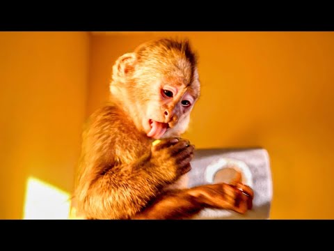 Видео: ОГО! Финик во всю уже ЕСТ ОВОЩИ И ФРУКТЫ, а Анфиса стащила КОШАЧИЙ КОРМ!