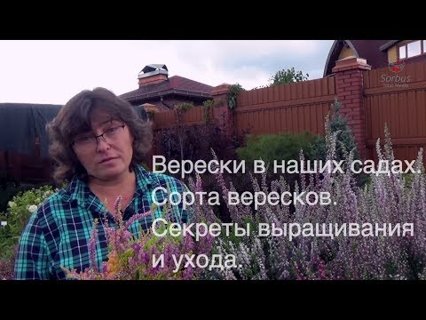 Видео: Верески в наших садах. Сорта вересков. Секреты выращивания и ухода.