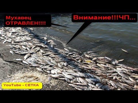 Видео: ЧП-Мухавец,Пружаны,отравленная река!!! ЧАСТЬ 1я.