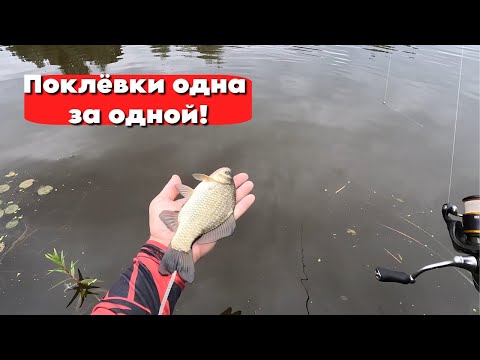 Видео: ПОКЛЕВКИ ОДНА ЗА ОДНОЙ! МОРМО ТВИЧИНГ КОСИТ КАРАСЯ!