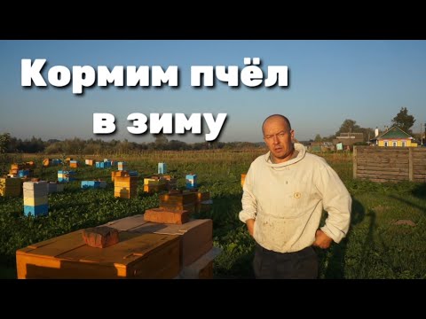 Видео: КОРМИМ ПЧЁЛ В ЗИМУ