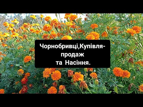 Видео: Чорнобривці: секрети довгого цвітіння та ,як виростити насіння.