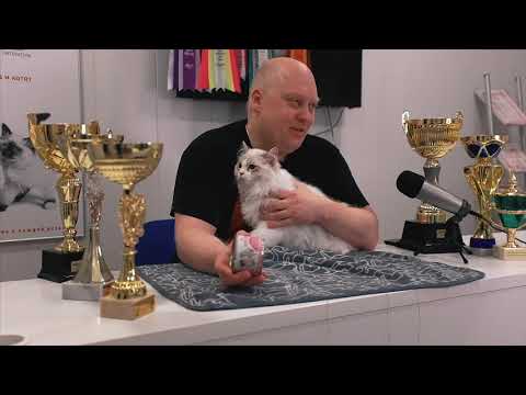 Видео: РЭГДОЛЛ. РЕКЛАМНЫЙ РОЛИК ПРЕЗЕНТАЦИИ ПОРОДЫ