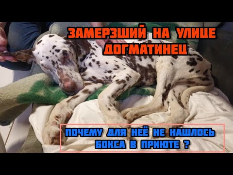 Видео: Догматинец и его история. Почему она спит в рабочей коморке приюта?