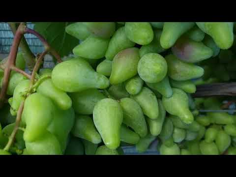 Видео: Кушать виноград хочется, можно, но рано.Обзор винограда на 3.08. Курск.