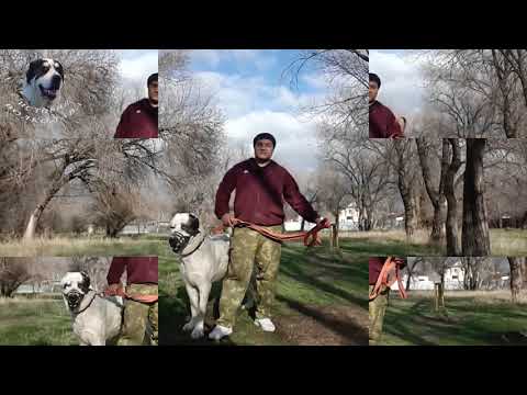 Видео: До какого возраста растет среднеазиатский волкодав. Промеры Басара в 3 года.