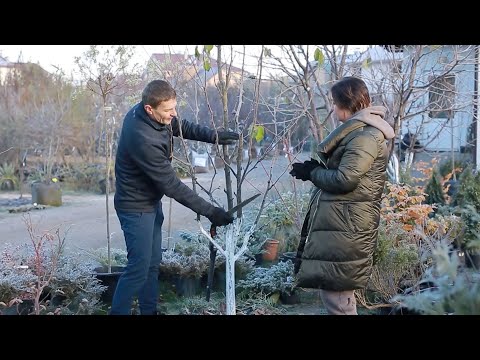 Видео: Геометрія обрізки плодових дерев. Правильні співвідношення діаметрів та оптимальні кути.