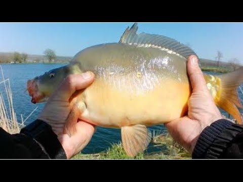 Видео: Весенние карпы и караси.Нижнеподкумск Колхозные пруды.