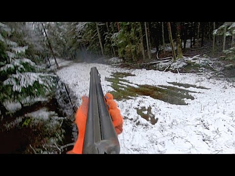 Видео: Загонная ОХОТА. МОЛНИИ. 24 декабря 2023г.