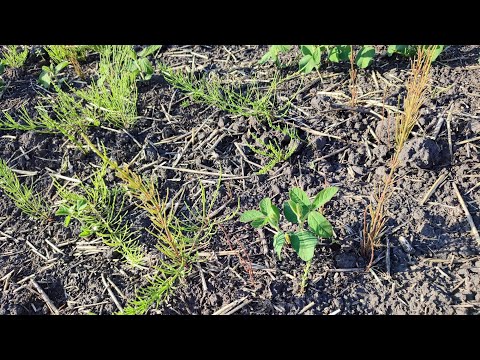 Видео: Що я роблю з хвощем польовим? Спойлер - нічого! 02.06.23