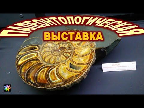 Видео: 🦐🐾 Палеонтология. Выставка ископаемых останков