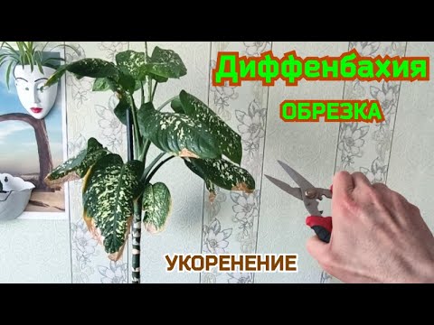 Видео: Диффенбахия. Обрезаю, укореняю.