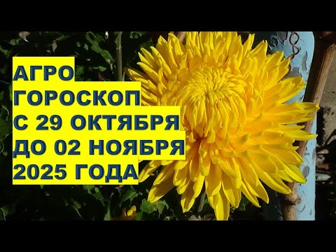 Видео: Что делать в саду с 29 октября по 2 ноября?