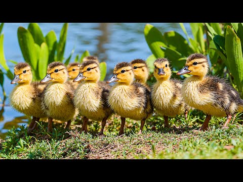 Видео: 3 минуты, которые изменят ваше настроение 🌿 Целебные звуки фортепиано и природы для снятия стресс...