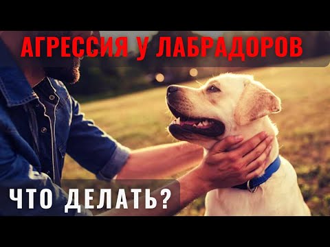 Видео: 📝🐾🐕 Агрессия лабрадоров: её виды, причины и что делать?