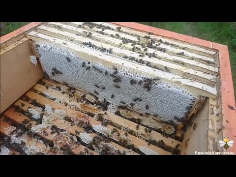 Видео: Збільшую медову пасіку (02.03.21)🍯🐝🍯