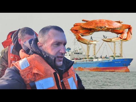 Видео: Ловля краба и креветки на мордушки. Рыбалка в близи деревни на диком пляже.