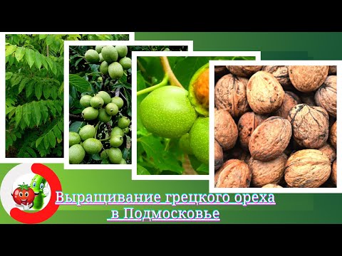 Видео: Выращивание грецкого ореха в Подмосковье. Лучшие сорта,посадка и уход за саженцами ореха