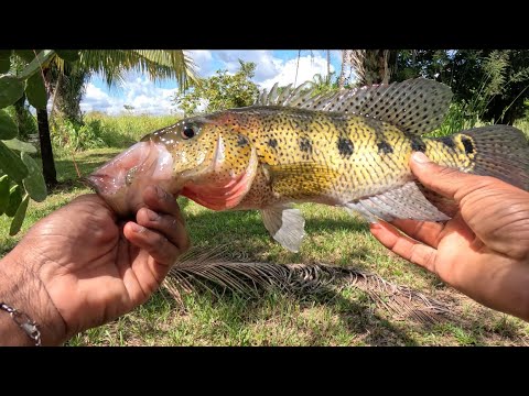Видео: Лунная ферма для толстяков