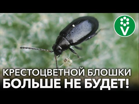 Видео: КАК ЛЕГКО ИЗБАВИТЬСЯ ОТ КРЕСТОЦВЕТНОЙ БЛОШКИ НАВСЕГДА?