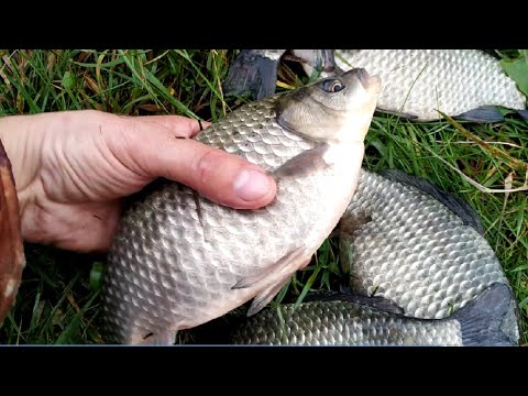 Видео: Ловля карася на реке Кузминке