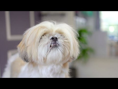 Видео: ШИ-ТЦУ 8 ЛЕТ, УХОД ✂️❤️🐶