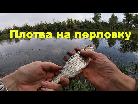 Видео: Рыбалка на удочку в сентябре! Плотва на перловку!