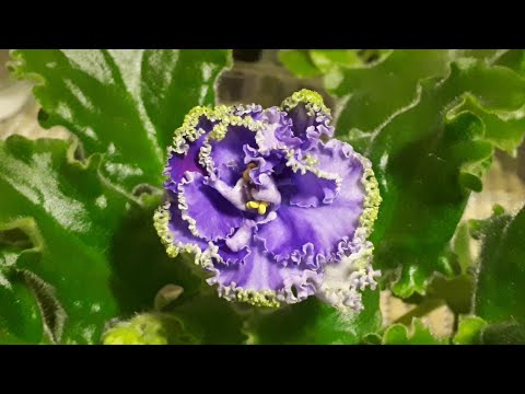 Видео: Что делать, если Детки фиалки появились в Перлите или в Воде? Долгожданное ЦВЕТЕНИЕ!!!
