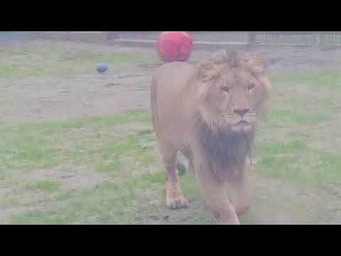 Видео: IBJE0404 Шархан 11 11 2025 Видео от Ивана