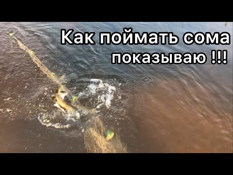 Видео: ЗУБАТАЯ УСАТАЯ!СЕГОДНЯ КЛЮЁТ!