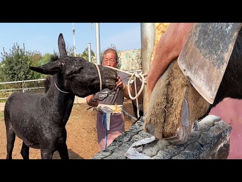 Видео: Этот осел не может поднять ноги от боли! Но он не хочет подстригать копыта!