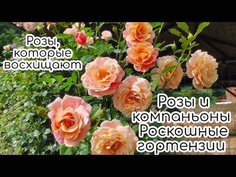 Видео: Розы и компаньоны. Роскошные гортензии