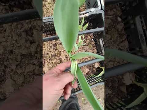 Видео: Тюльпан к 8 марта!!!! ИТОГ!!!!