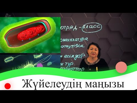 Видео: Жүйелеудің маңызы. 7 сынып.