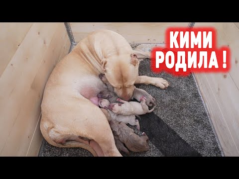 Видео: РОЖДЕНИЕ ЩЕНКОВ ПИТБУЛЯ !!! КИМИ РОДИЛА !!! ЩЕНКИ ОТ ГРАФА И КИМИ !!! Долгожданные щенки питбуля !