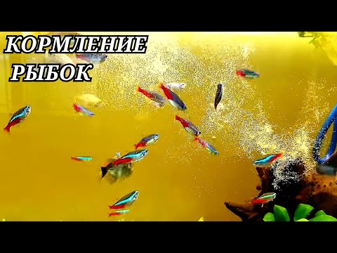 Видео: Кормление рыбок живой пылью! Быстрые роды Гуппи!