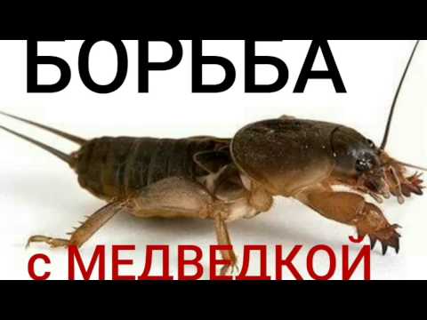 Видео: Борьба с МЕДВЕДКОЙ. проверенно. Как приготовить отраву. ДЁШЕВО.