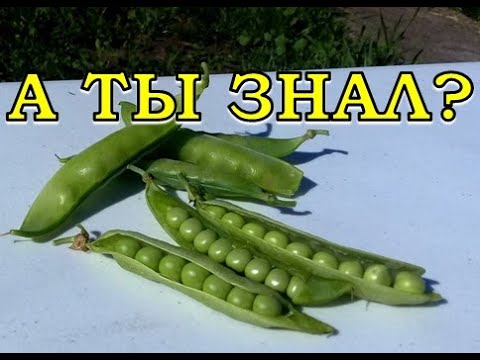 Видео: 2 варианта посева зеленого ГОРОШКА🌱🌱🌱