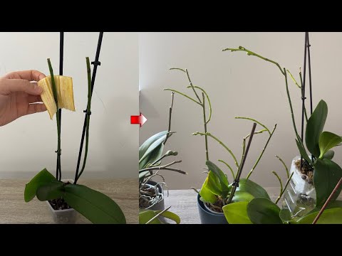 Видео: Примените это для орхидей, чтобы получить обильные цветочные ветки! /Цветочная ветка из узла орхидей