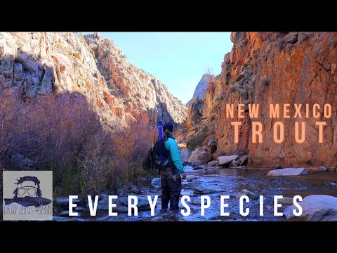 Видео: Самая недооценённая форелевая рыбалка в США | Нахлыстовая рыбалка в Нью-Мексико