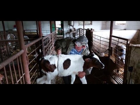 Видео: ТЕЛЯТАМ 2 МЕСЯЦА!!!