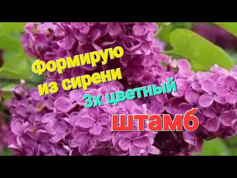 Видео: Обрезка сирени на 3х цветный штамб. Форма "фонаря".