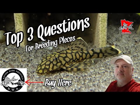 Видео: Разведение плеко: 3 главных вопроса