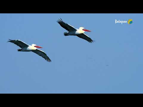 Видео: Жан-жануарлар әлемі. Құстар