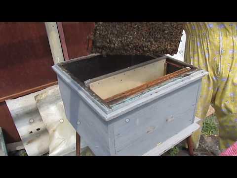 Видео: разведение пчел (пчелосемей) Нуклеус, улей для зимовки слабых семей