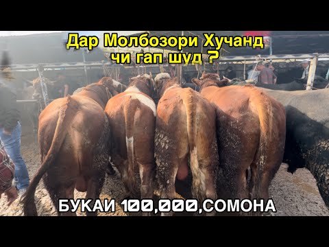 Видео: МОЛБОЗОРИ ХУЧАНД БУКАИ,  100, ХАЗОРА НАРХИ ГОВУ МОЛ ДАР ХУЧАНД,  14 октября 2024 г.