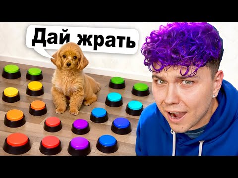 Видео: Один ДЕНЬ с МОЕЙ СОБАКОЙ 🐶