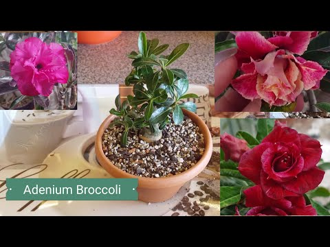 Видео: Пересадка Адениума Broccoli.. Печалька.. И немного красоты! )