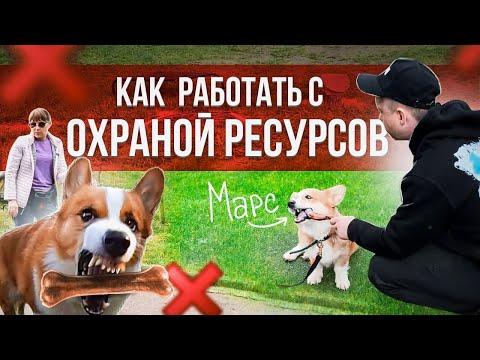Видео: ПИЩЕВАЯ АГРЕССИЯ У КОРГИ МАРС | 3 простых упражнения для коррекции