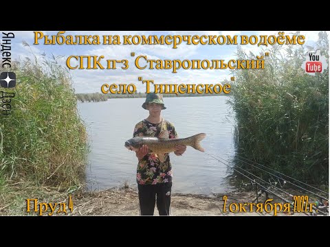 Видео: Рыбалка на коммерческом водоёме СПК п-з "Ставропольское" село "Тищенское" 2 октября 2022г.